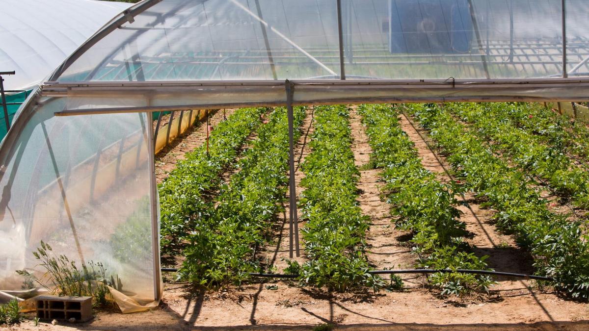 Vine prima butelie! Ministerul Agriculturii lansează programe, dar fermierii nu observă rezultate.