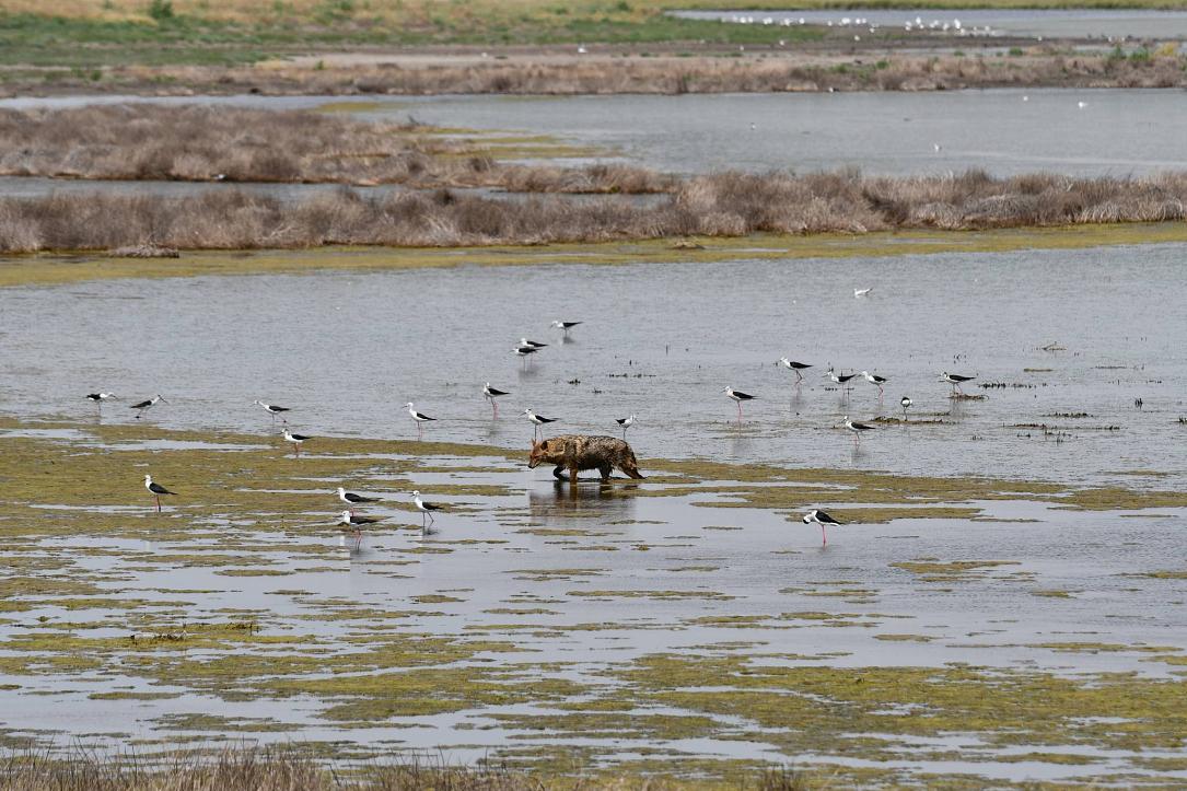 WWF Delta Dunării din România riscă să piardă 2500 hectare din agricultură